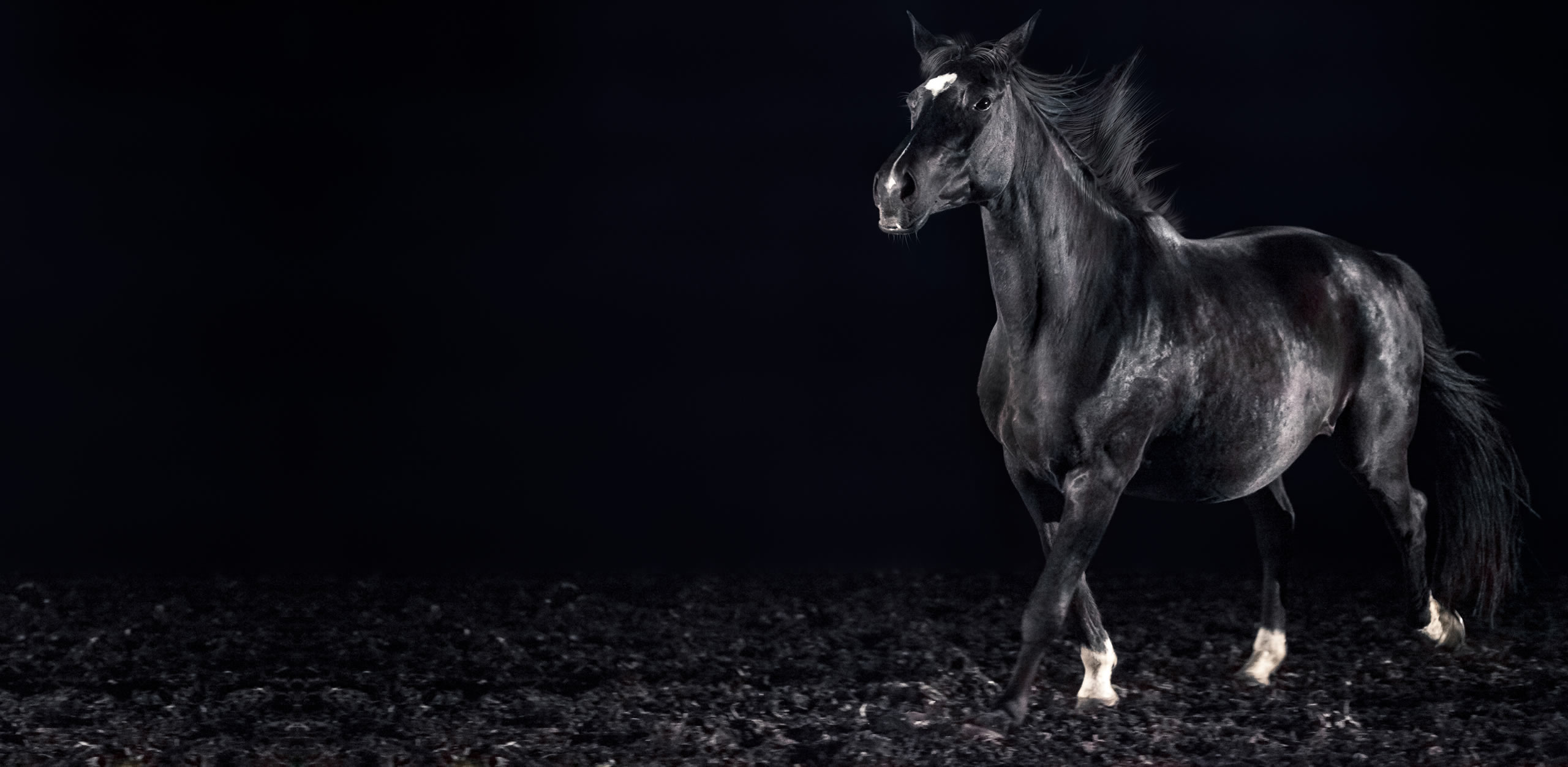 Ausdrucksstarke Eleganz – MFT Motoren und Fahrzeugtechnik GmbH Ein einzelnes, elegantes schwarzes Pferd auf dunklem Untergrund; Ausdruck von Stärke und Anmut.