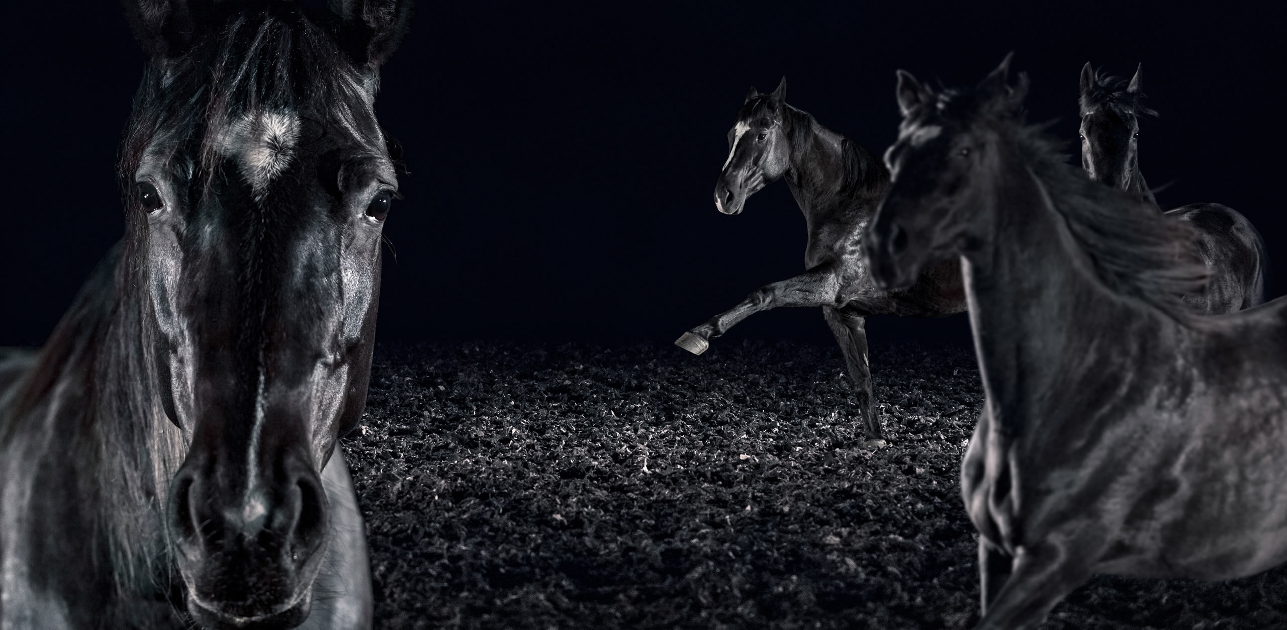 Gebündelte Dynamik – MFT Motoren und Fahrzeugtechnik GmbH Eine Gruppe majestätischer, schwarzer Pferde auf dunklem Grund; gebündelte Kraft und Dynamik.