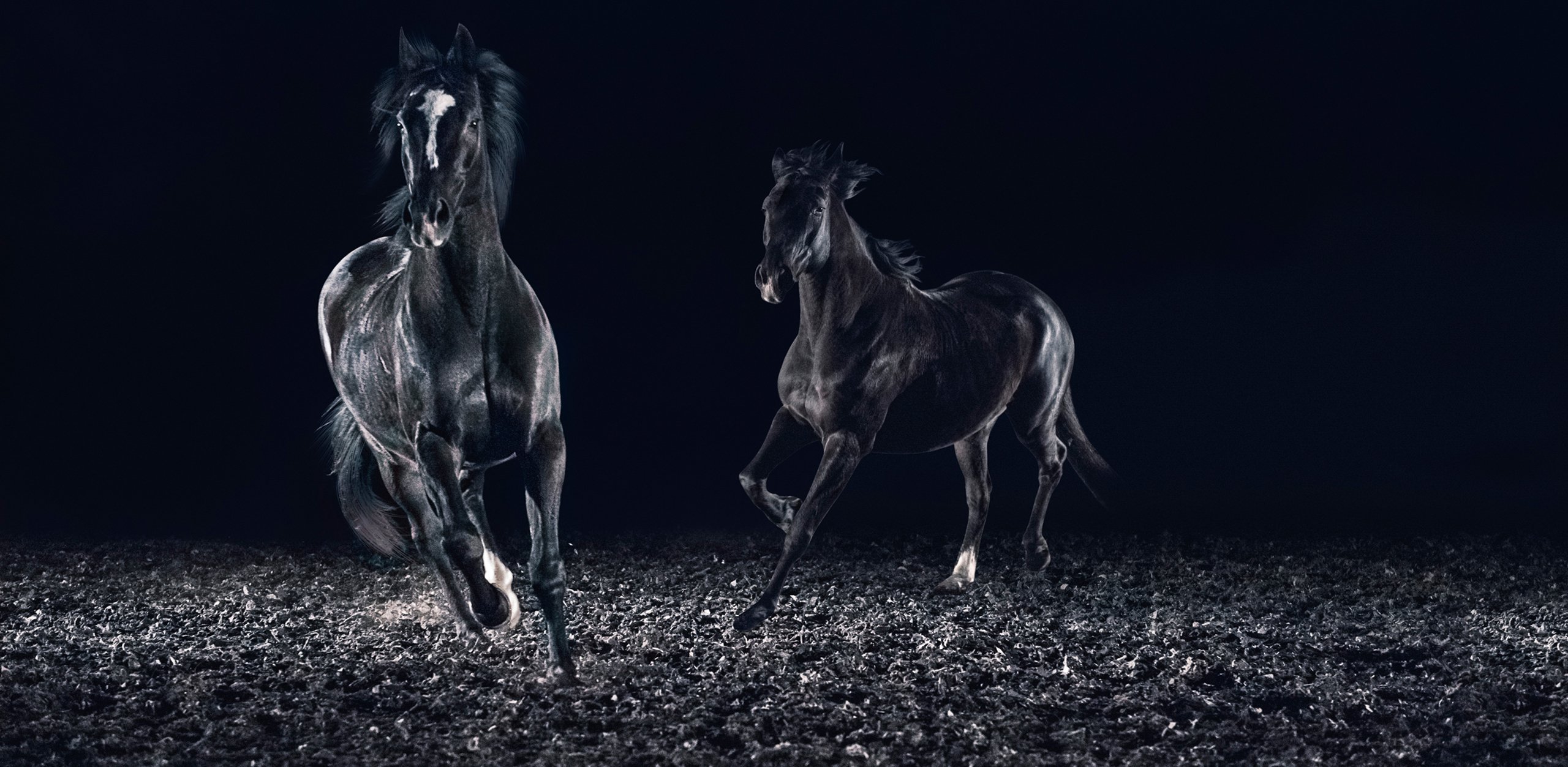 Kraftvolle Performance – MFT Motoren und Fahrzeugtechnik GmbH Zwei elegante, schwarze Pferde in Bewegung vor dunklem Hintergrund; kraftvolle Performance.